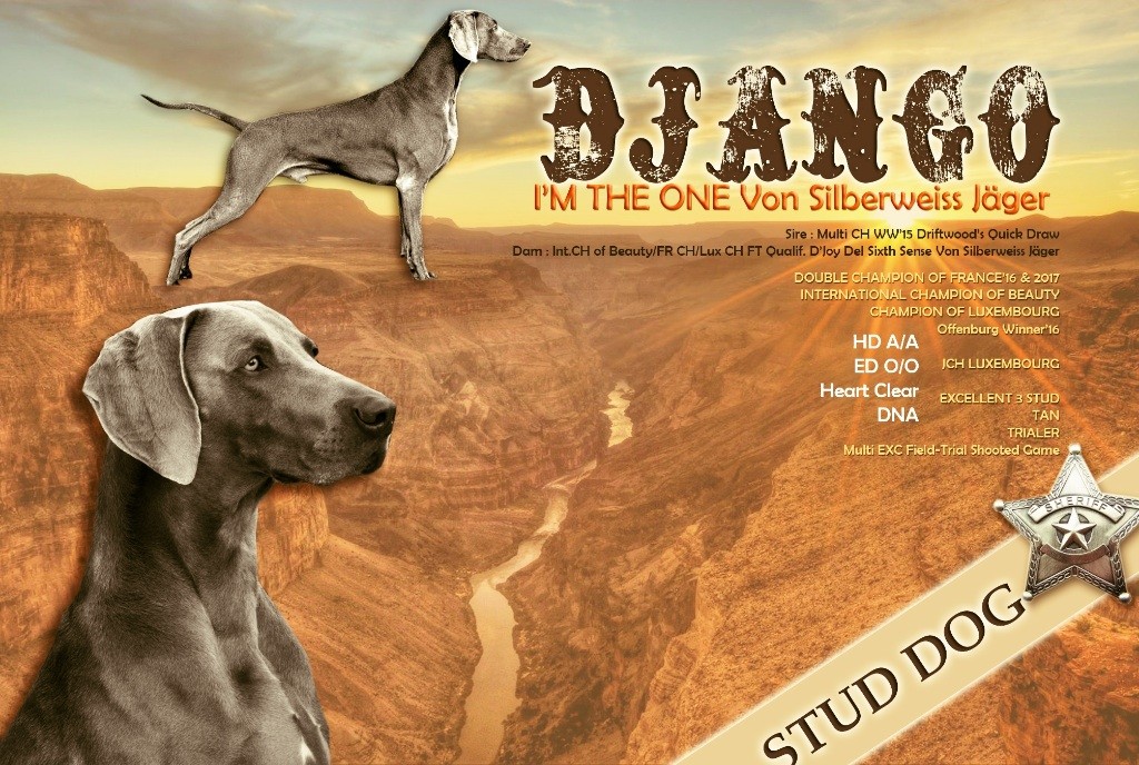 von silberweiss jäger - DJANGO, The 1 de Chez Silberweiss !