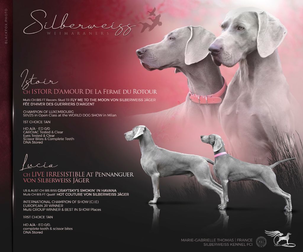 von silberweiss jäger - Exciting Litter @Silberweiss !!!