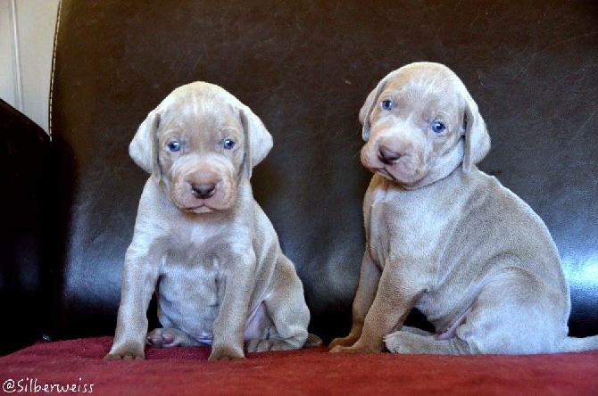 von silberweiss jäger - IÉNA & JAMES's little Darlings - 4 Weeks old !