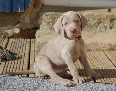 von silberweiss jäger - Les toutes 1ères statiques des bébés de Bugatti sont en ligne !