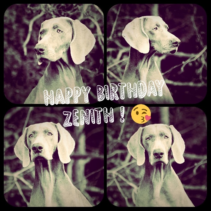 von silberweiss jäger - HAPPY BIRTHDAY ZENITH !!!