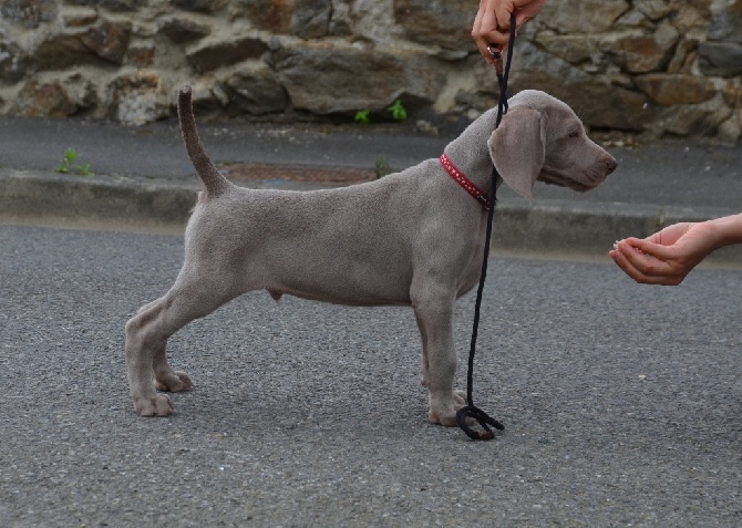 von silberweiss jäger - Nouvelles photos des "LEELOO & UMBERTO's marvels" !