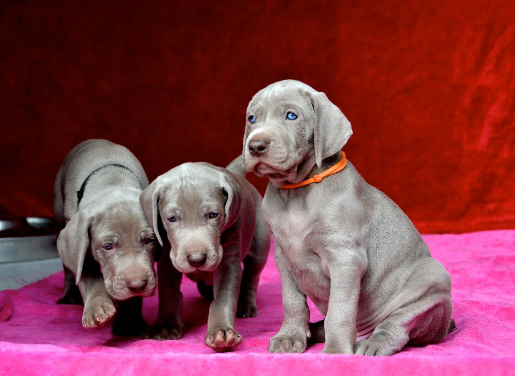 von silberweiss jäger - Les nouvelles photos des Amours de IÉNA & FUMO !