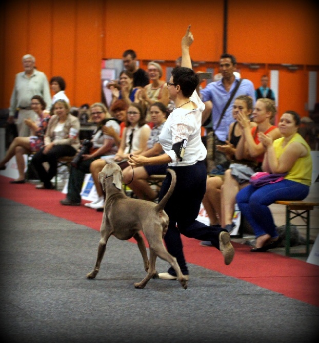 von silberweiss jäger - CHAMPIONNAT D'EUROPE 2016 - BRUXELLES !!!