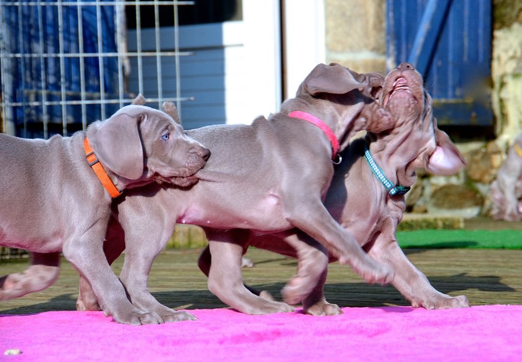 von silberweiss jäger - La 6ème Semaine des Babies de JOHANNA & PHOENIX !