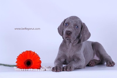 von silberweiss jäger - PHOENIX's progeny !