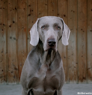 von silberweiss jäger - PHOENIX, le latin lover !