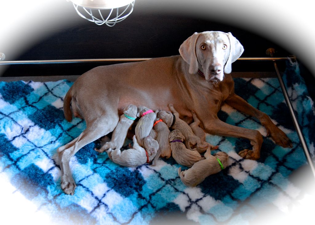 von silberweiss jäger - Les Babies de MORGAN & TOSHA sont arrivés !!!