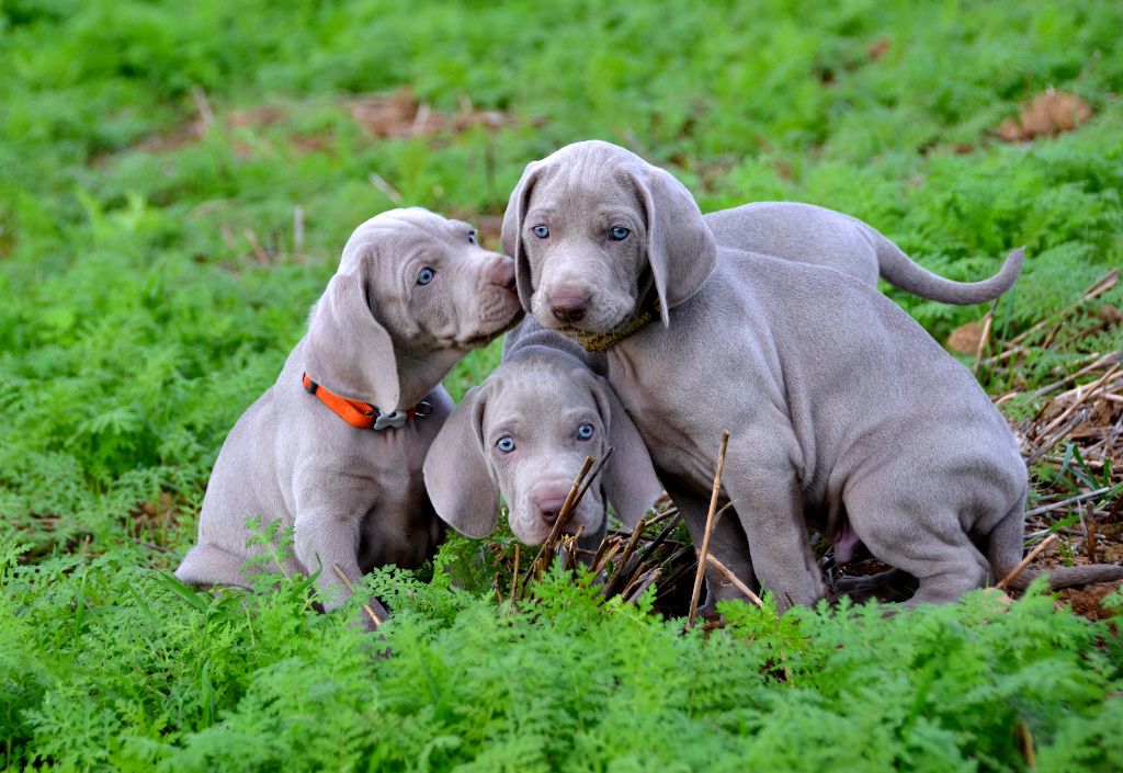 von silberweiss jäger - Les Babies de MORGAN & TOSHA !!!