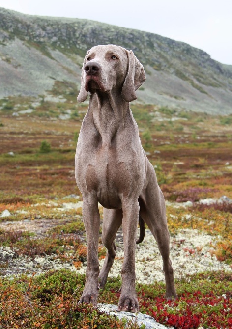 von silberweiss jäger - HUDDSON : Vice CHAMPION D'EUROPE JR'15