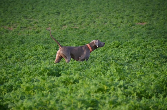 von silberweiss jäger - CACT pour Phoenix au BICP de Chouppes !