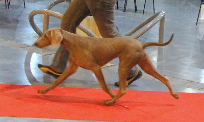 von silberweiss jäger - Les Silberweiss en expo !
