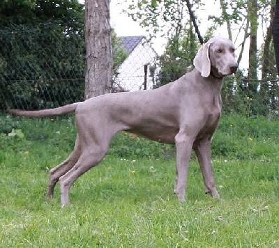 von silberweiss jäger - Calista à Amiens !