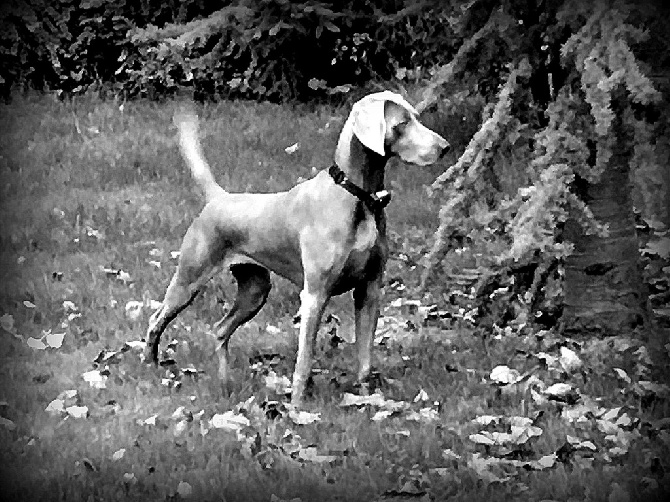von silberweiss jäger - Résultats de Dysplasie JOHANNA & BROWNIE !