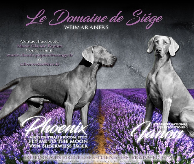 von silberweiss jäger - Le mariage de 2 Champions : IANOU & PHOENIX !