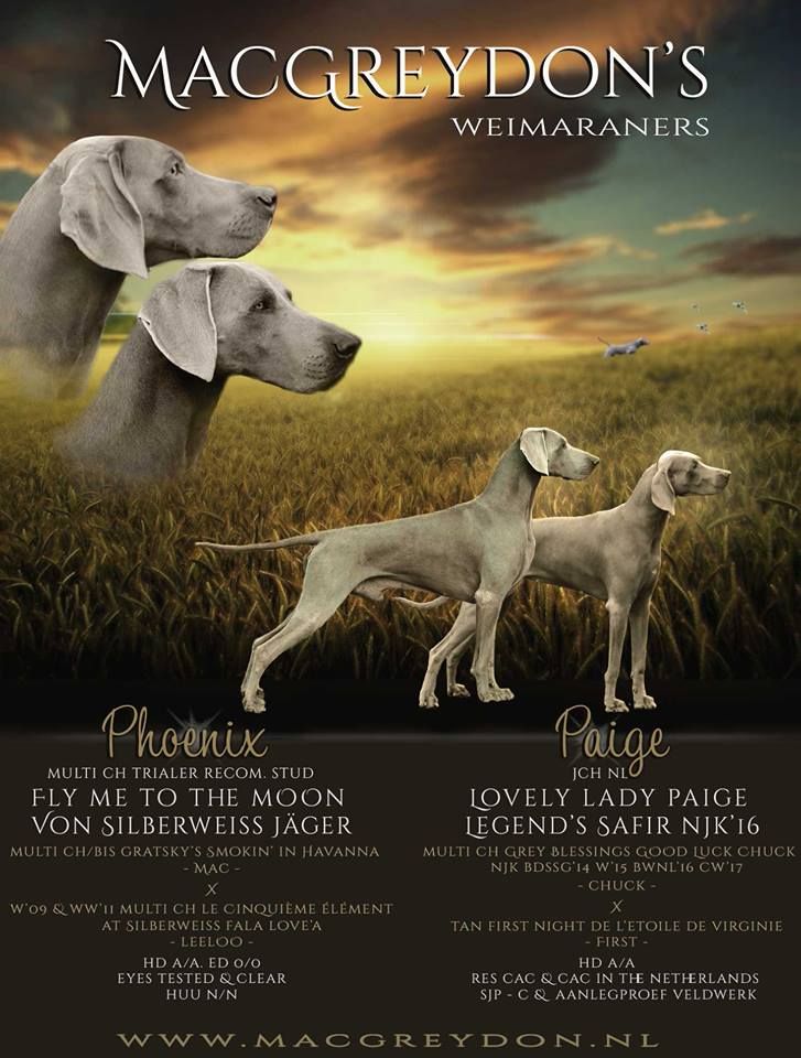 von silberweiss jäger - PHOENIX Papa en HOLLANDE !!!