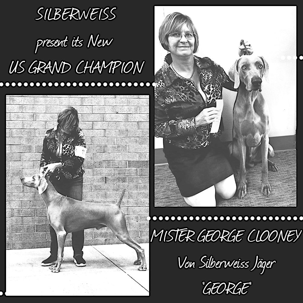 von silberweiss jäger - GEORGE devient GRAND CHAMPION DES USA !!!