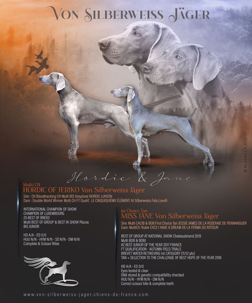 von silberweiss jäger - NEXT LITTER @SILBERWEISS !!!