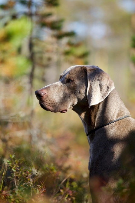 von silberweiss jäger - AXEL se Classe en FT en Montagne sur Grouse !