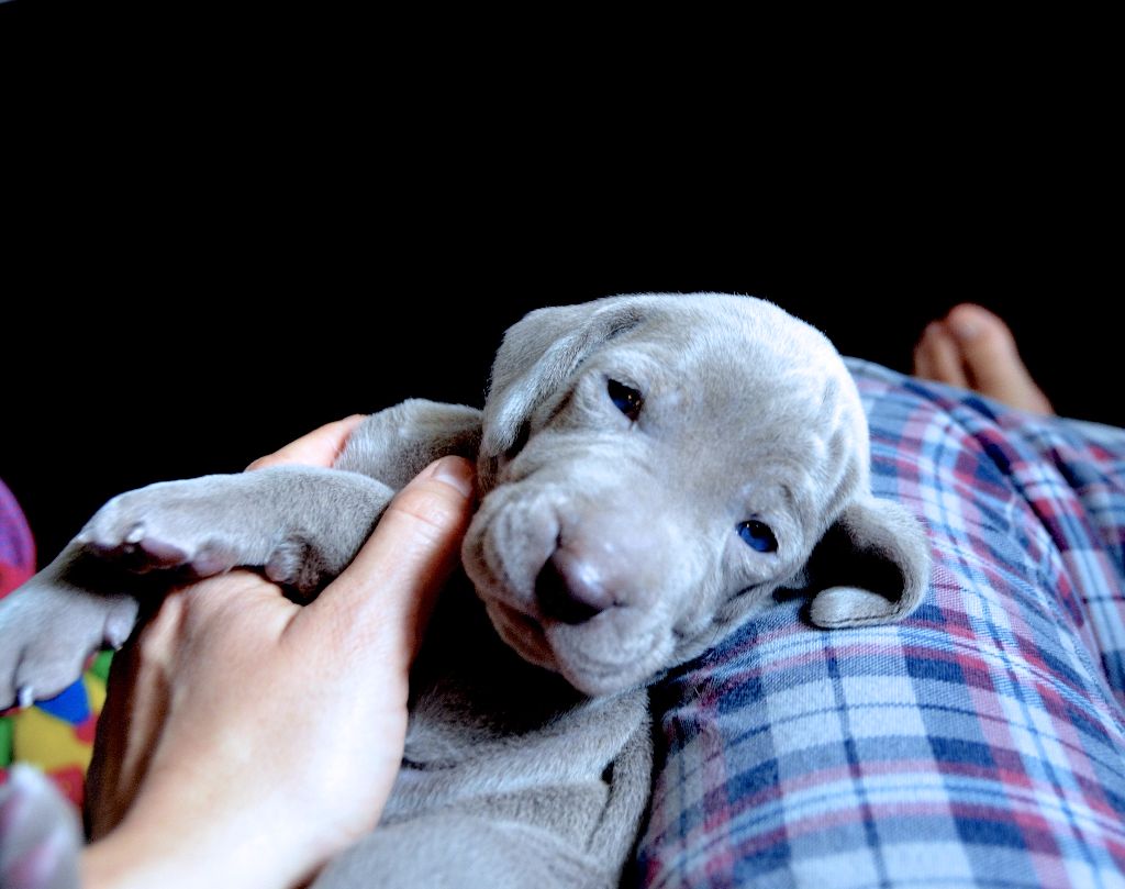 von silberweiss jäger - Nouvelles Photos des Bébés !!!