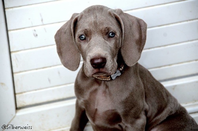 von silberweiss jäger - MISS MONEYPENNY !!!