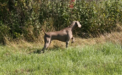 von silberweiss jäger - FRAGOLA reçue au "Hunting test for young dogs"
