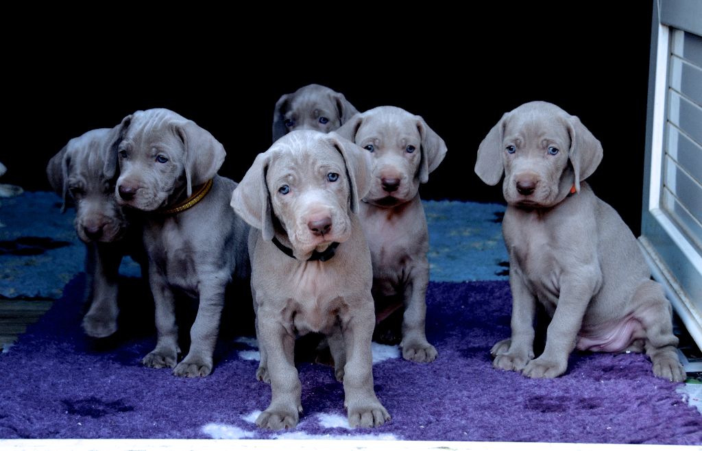 von silberweiss jäger - Les P'tites Bouilles !