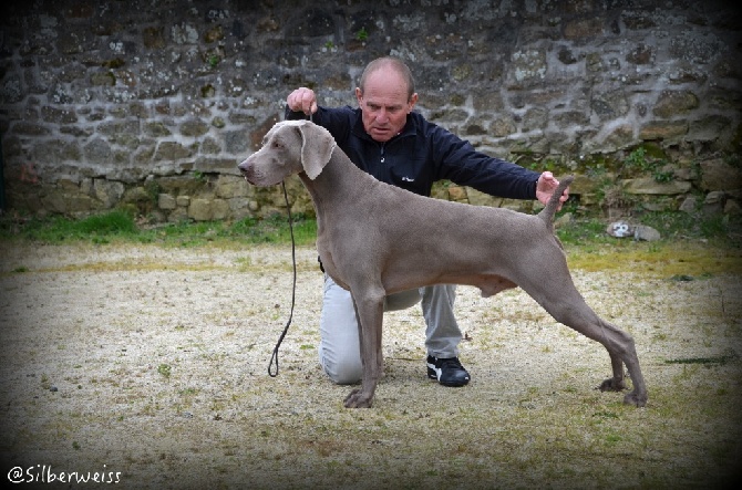 von silberweiss jäger - HORDIC CHAMPION INTERNATIONAL !!!