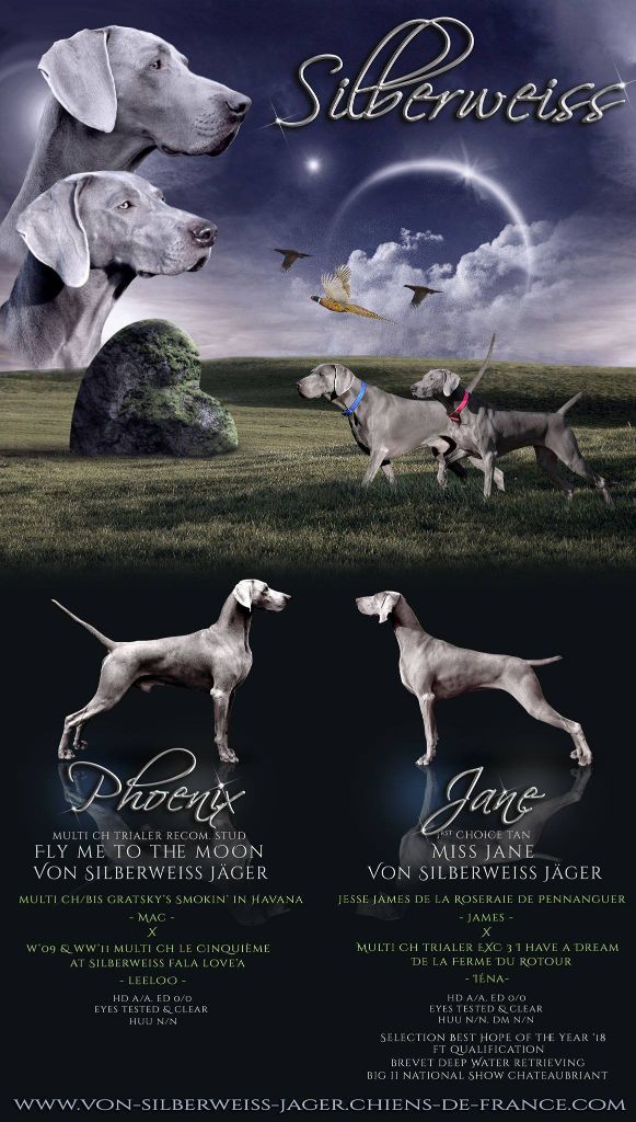 von silberweiss jäger - NEXT LITTER @SILBERWEISS !!!