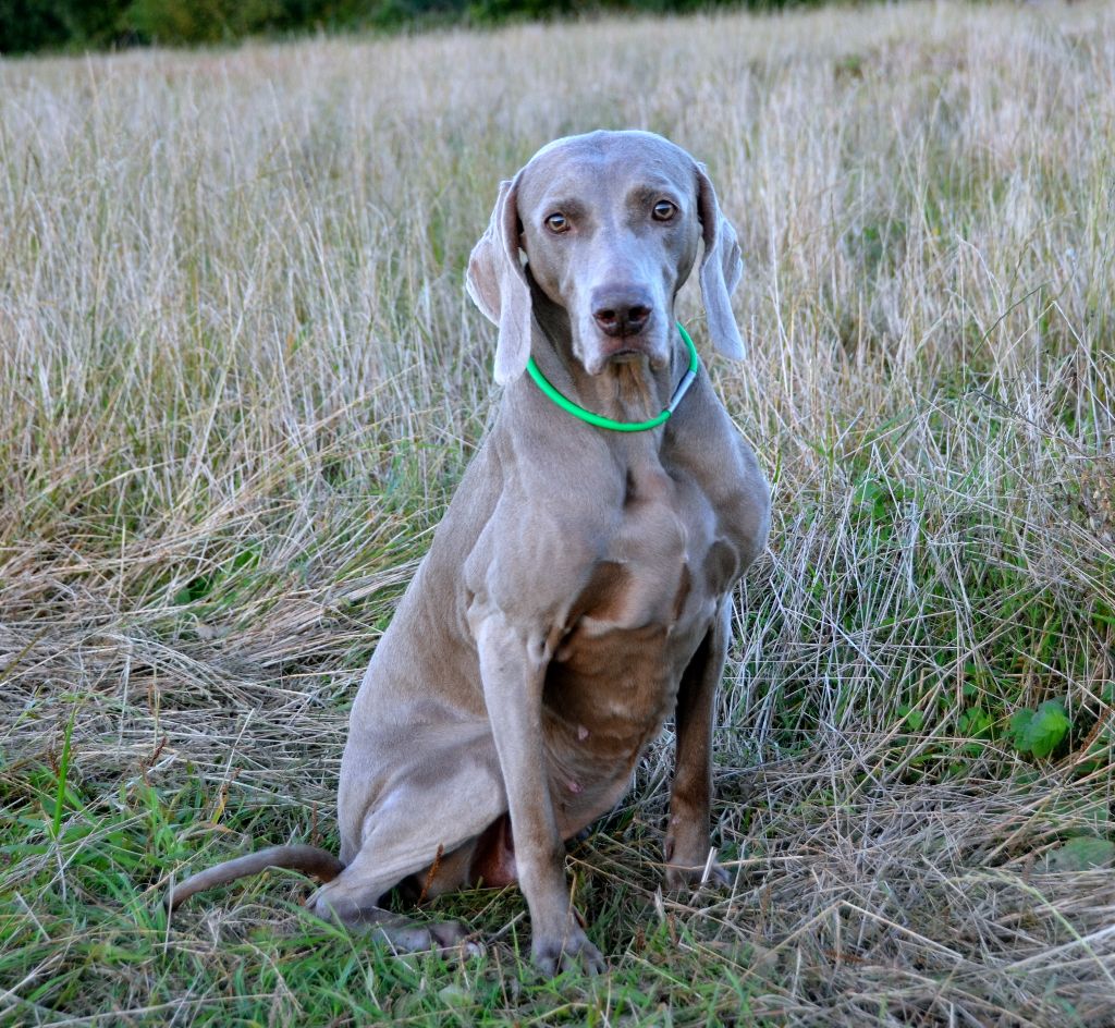von silberweiss jäger - HAPPY 13TH BIRTHDAY JOY !!!