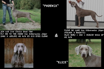 von silberweiss jäger - PHOENIX futur papa...