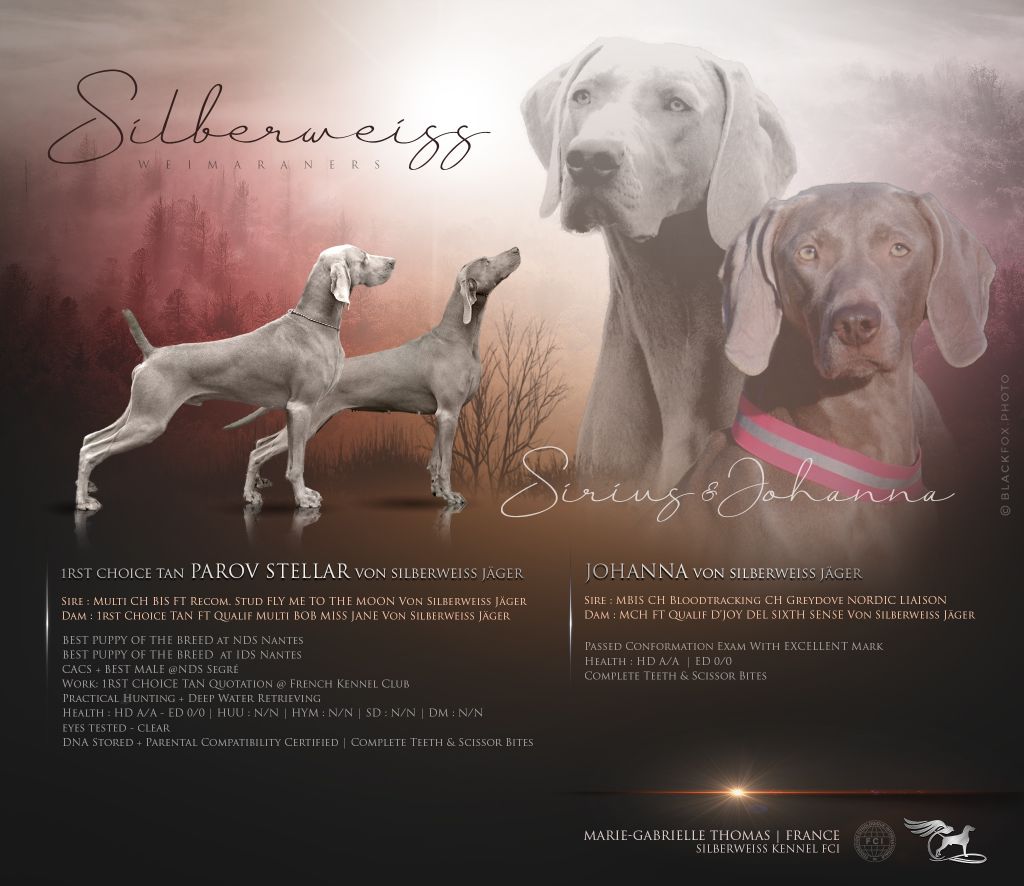 von silberweiss jäger - Les 1er Bébés de SIRIUS !!!