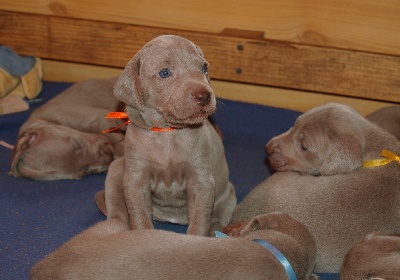 von silberweiss jäger - Nouvelles photos de la 3ème semaine des babies !