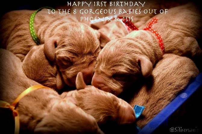 von silberweiss jäger - HAPPY BIRTHDAY aux BB de PHOENIX & ISIS !