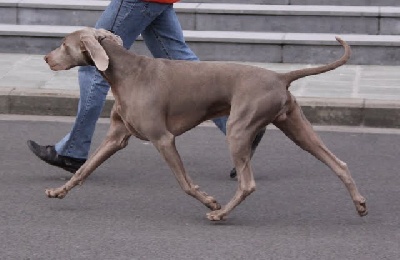 von silberweiss jäger - DALI au Brussels Dog Show !