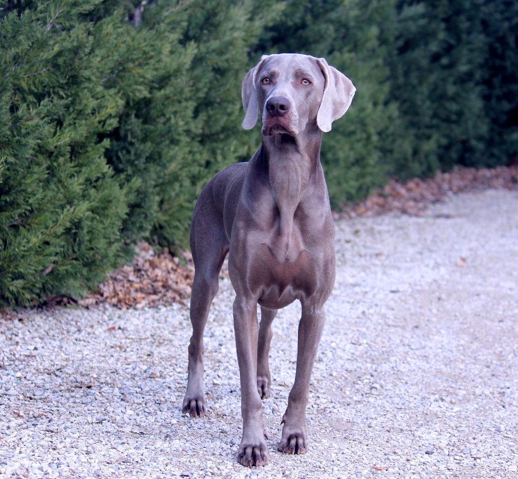 von silberweiss jäger - Résultats Santé BB PHOENIX X GAYA
