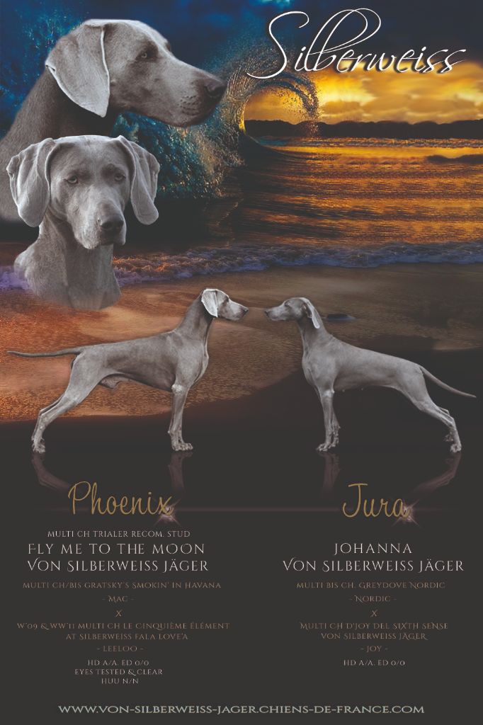 von silberweiss jäger - NEXT LITTER @SILBERWEISS !!!