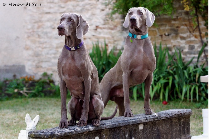 von silberweiss jäger - CHAMPIONNATS DE FRANCE DIJON !