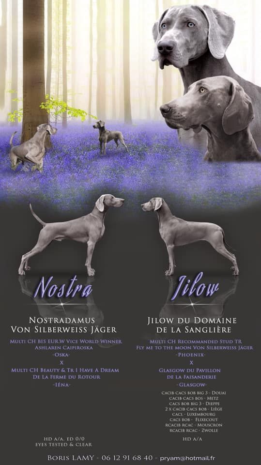 von silberweiss jäger - 1ER BABIES de NOSTRADAMUS !!!