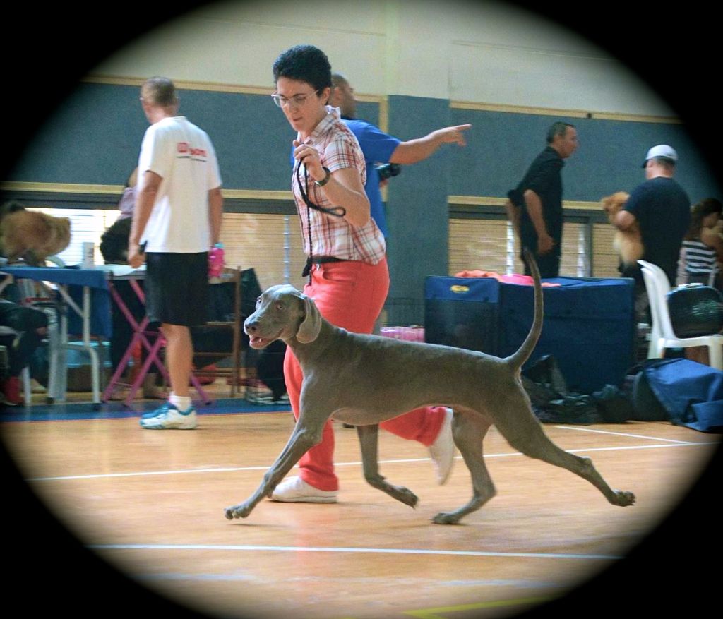 von silberweiss jäger - TORMY - BEST PUPPY IN SHOW !!!