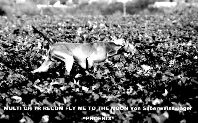 von silberweiss jäger - PHOENIX - CHALLENGE NATIONAL TRAVAIL