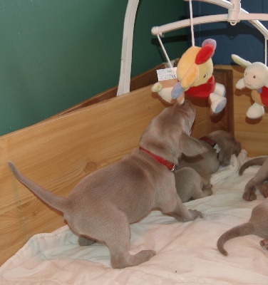 von silberweiss jäger - De nouvelles photos rajoutées au 2ème album des bébés de Leeloo & Mac