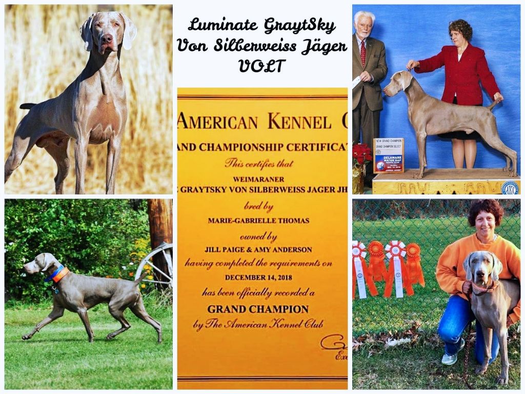 von silberweiss jäger - VOLT GRAND CHAMPION DES USA !!!