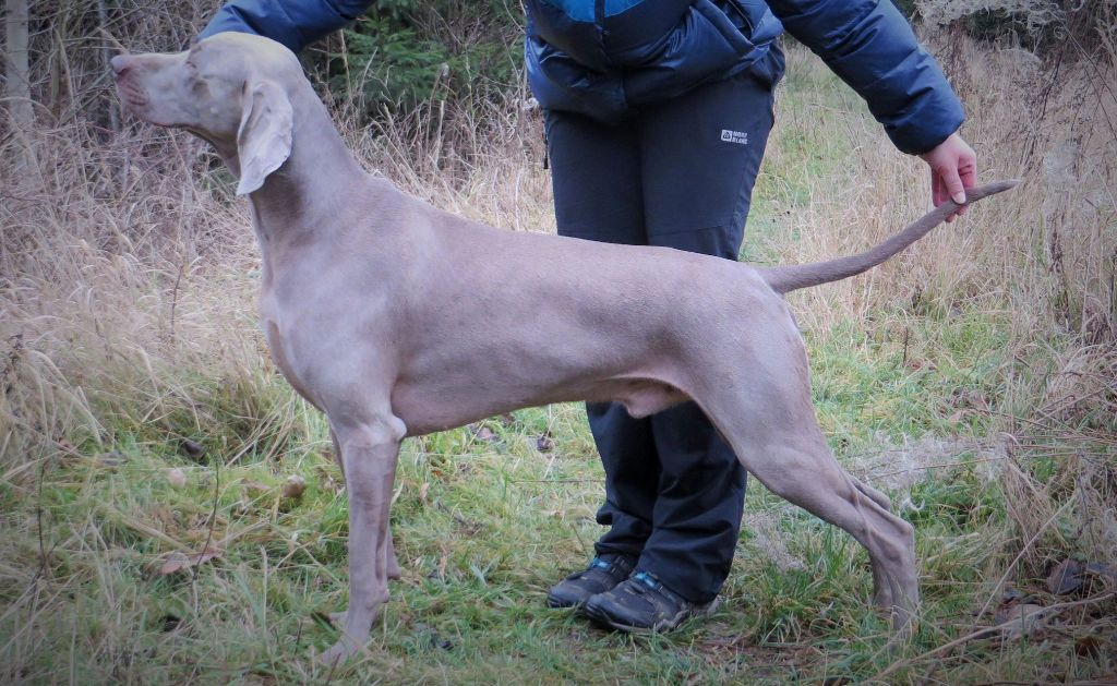 von silberweiss jäger - Fils de PHOENIX Champion de Travail !