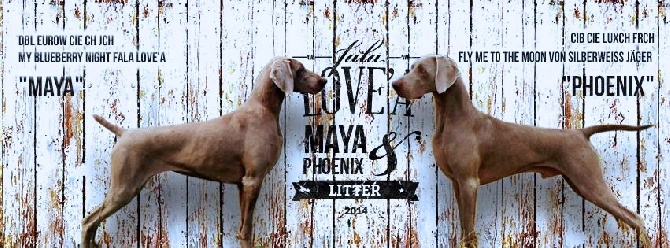 von silberweiss jäger - PHOENIX Papa chez FALA LOVE'A !
