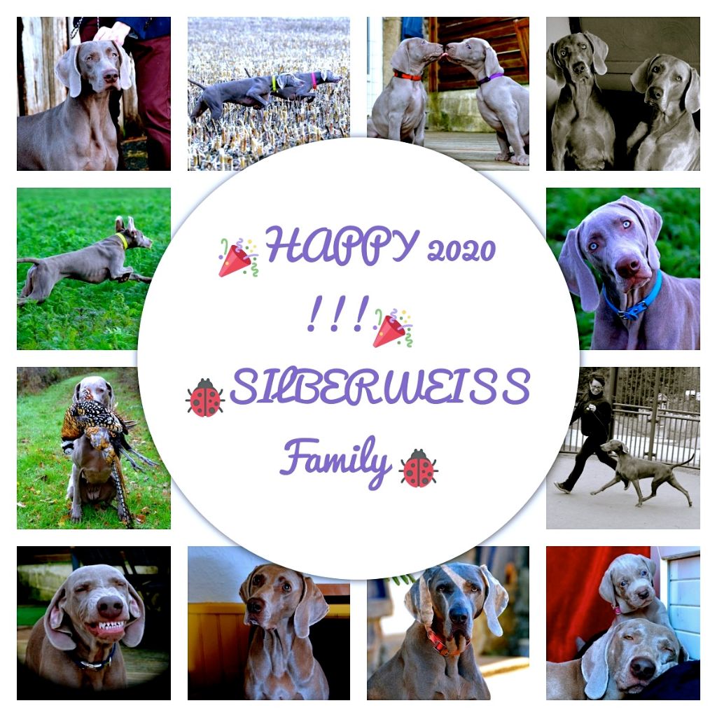von silberweiss jäger - EXCELLENTE ANNÉE 2020 !!!