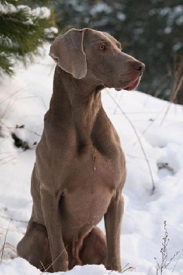 von silberweiss jäger - Un chien hors du commun à l'honneur : FOLDEK !