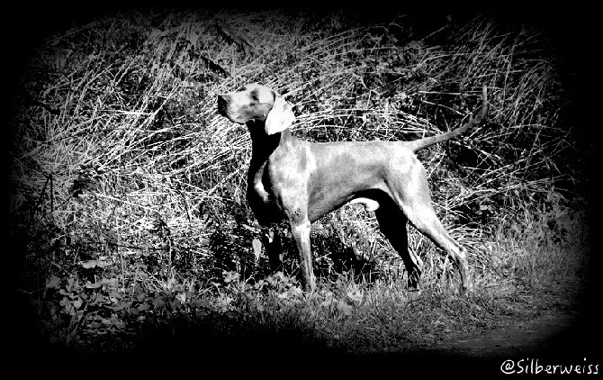 von silberweiss jäger - PHOENIX se classe au FT de Cully !!!