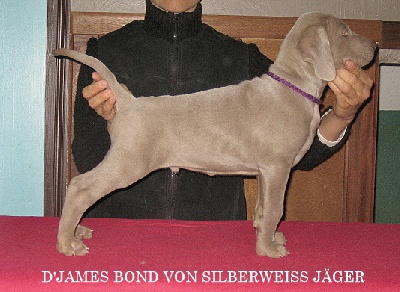 von silberweiss jäger - Prochaine portée chez Silberweiss