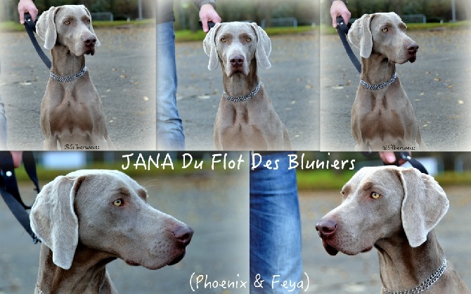 von silberweiss jäger - JANA Du Flot des Bluniers !